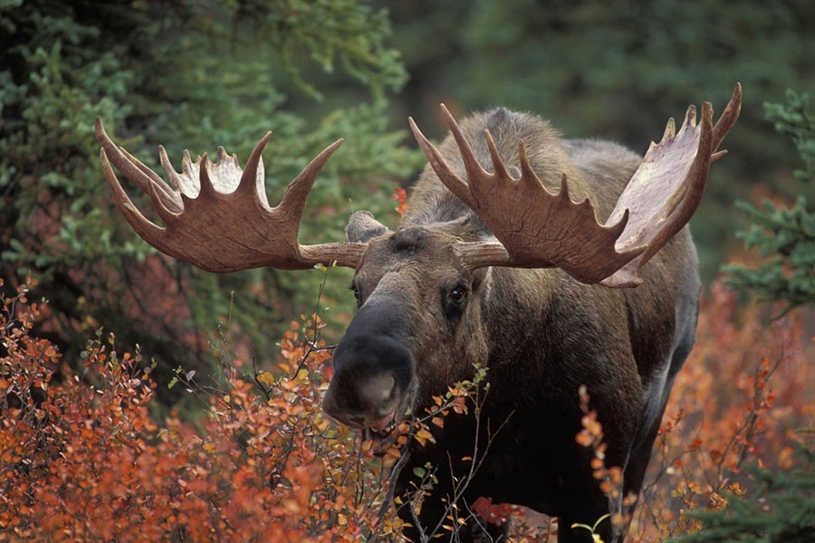 moose